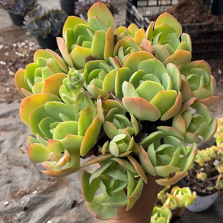 天***阔骑兵碧桃15多肉植物