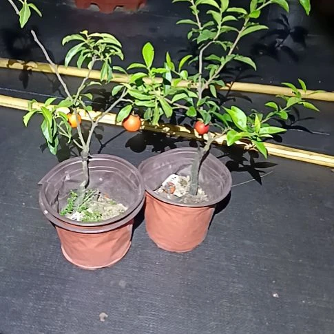 无花朵金弹子盆景园