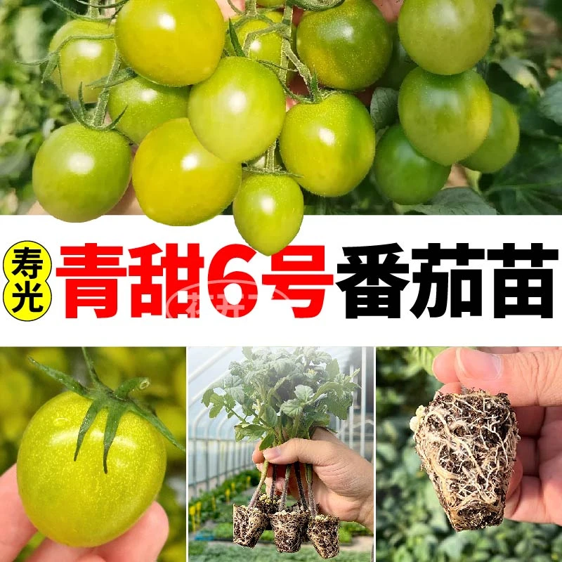 寿光青甜6号番茄苗秧苗串收绿宝石圣女果阳台盆栽种苗金玲珑高产