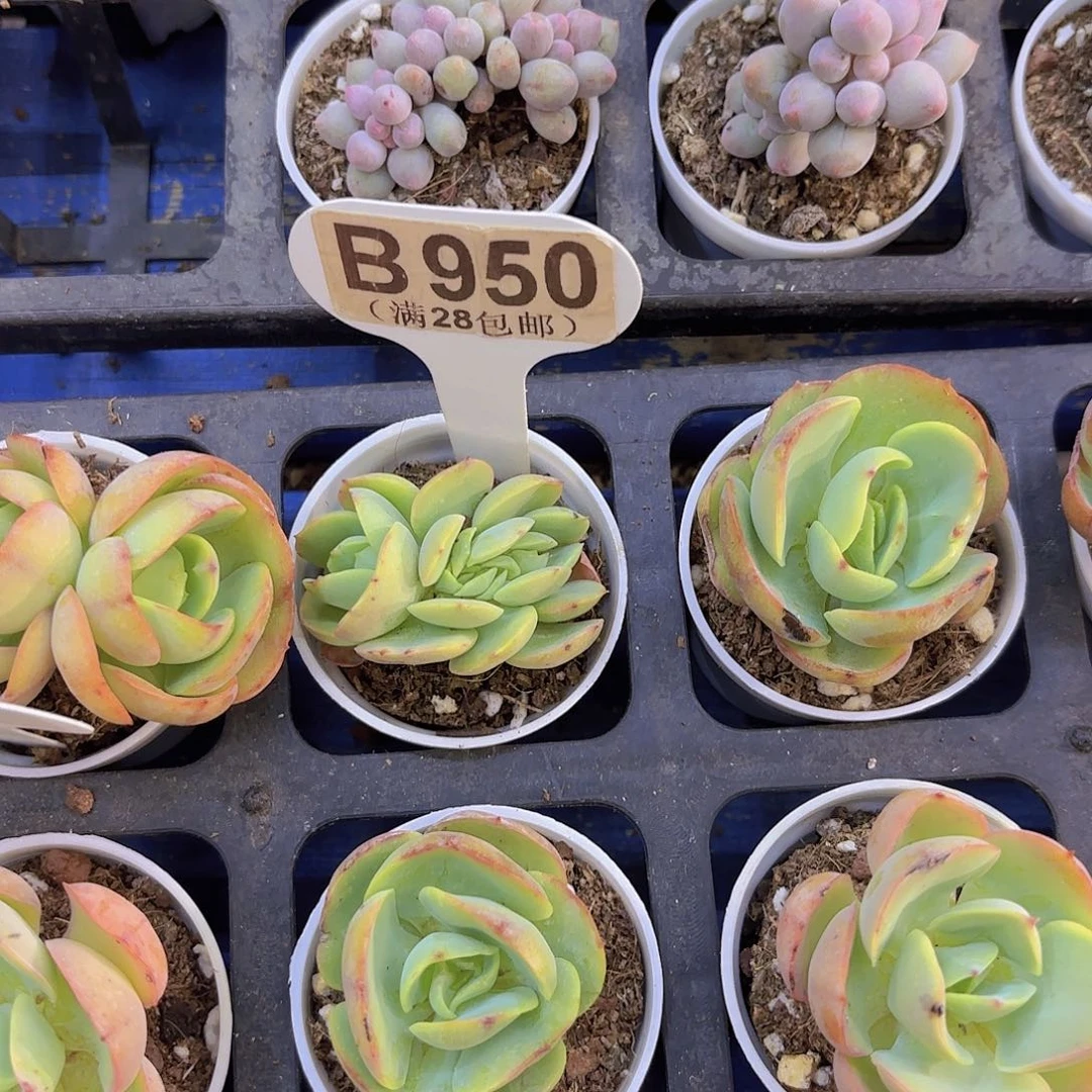 B950碧桃缀一物一拍