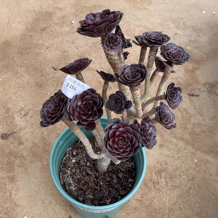 1486墨法师多肉植物特价