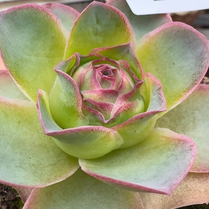 朱003。  宽边紫莜。  福利