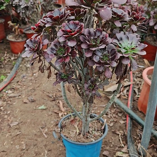 圆叶加急发货法师34