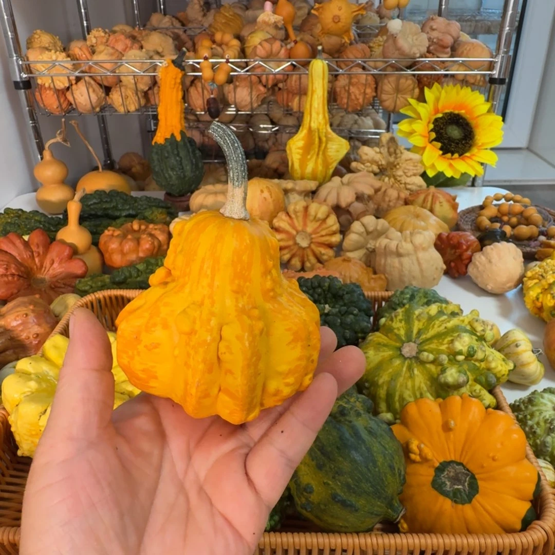 永***远墨西哥七彩葫芦梨形白菜