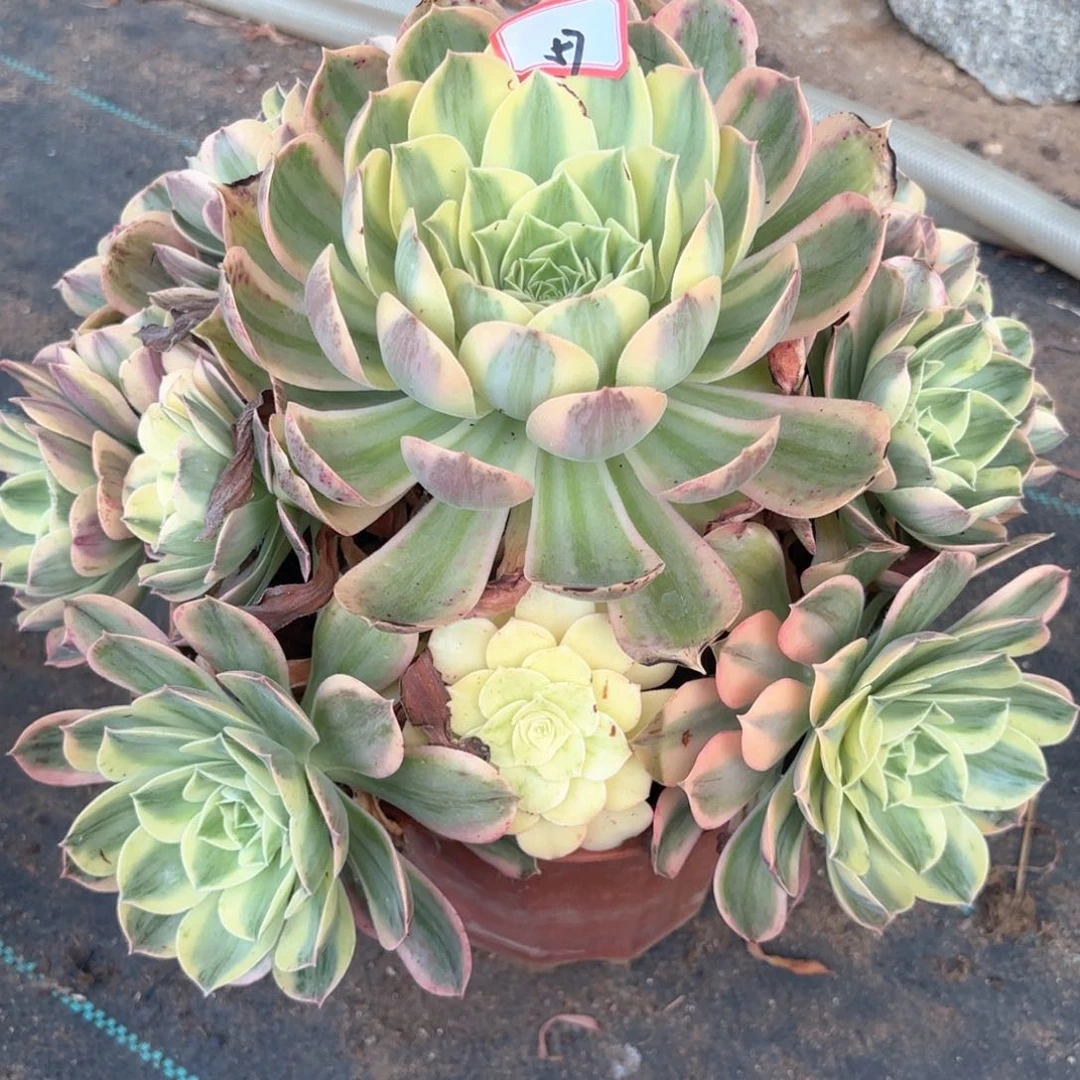 无花朵57香锦多肉植物