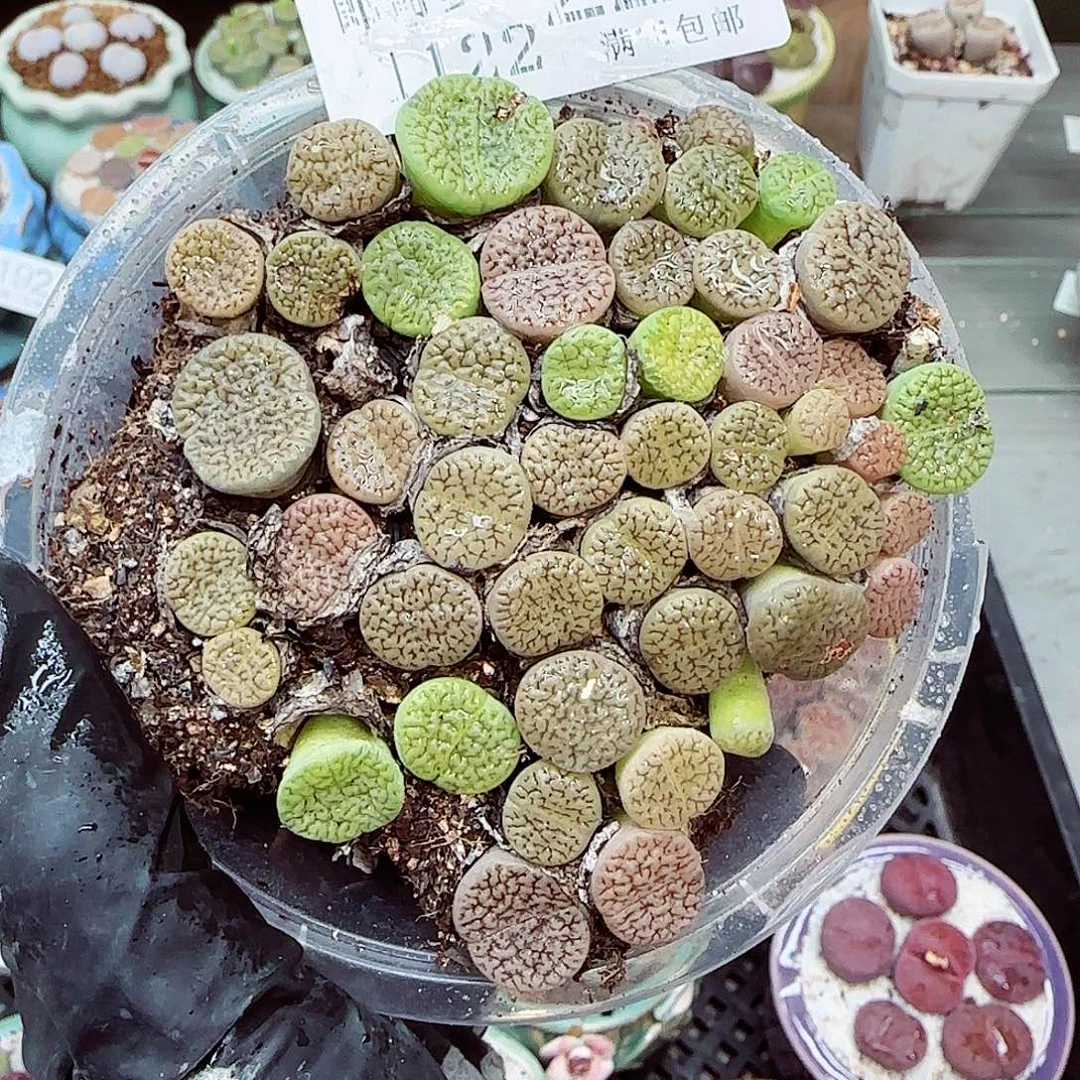 生石花满18包邮1122-220