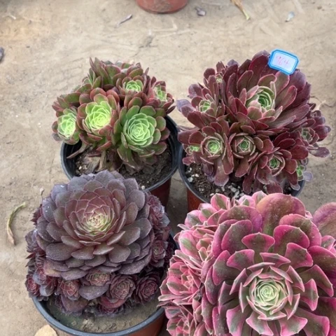 964多肉植物组合