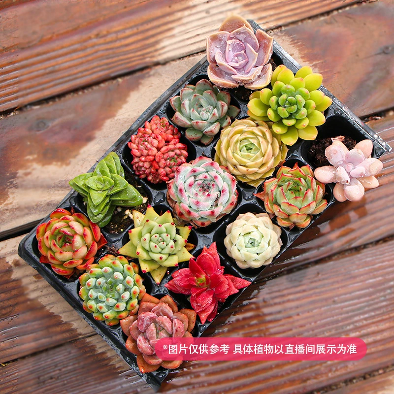 15颗多肉绿植盆栽带托带土球种好云南基地直发【小多肉