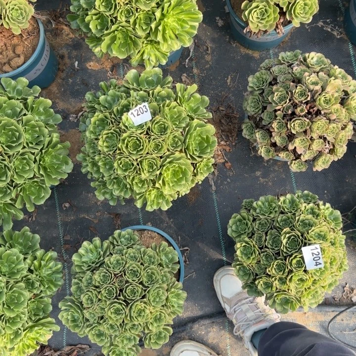 1203 清棚处理不包断枝