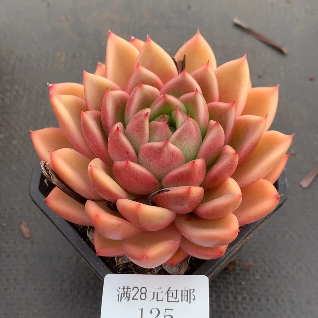 【闪购商品】云125号