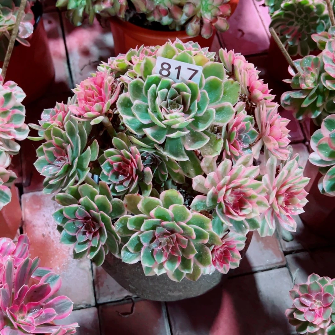 817黑魔锦法师多肉植物