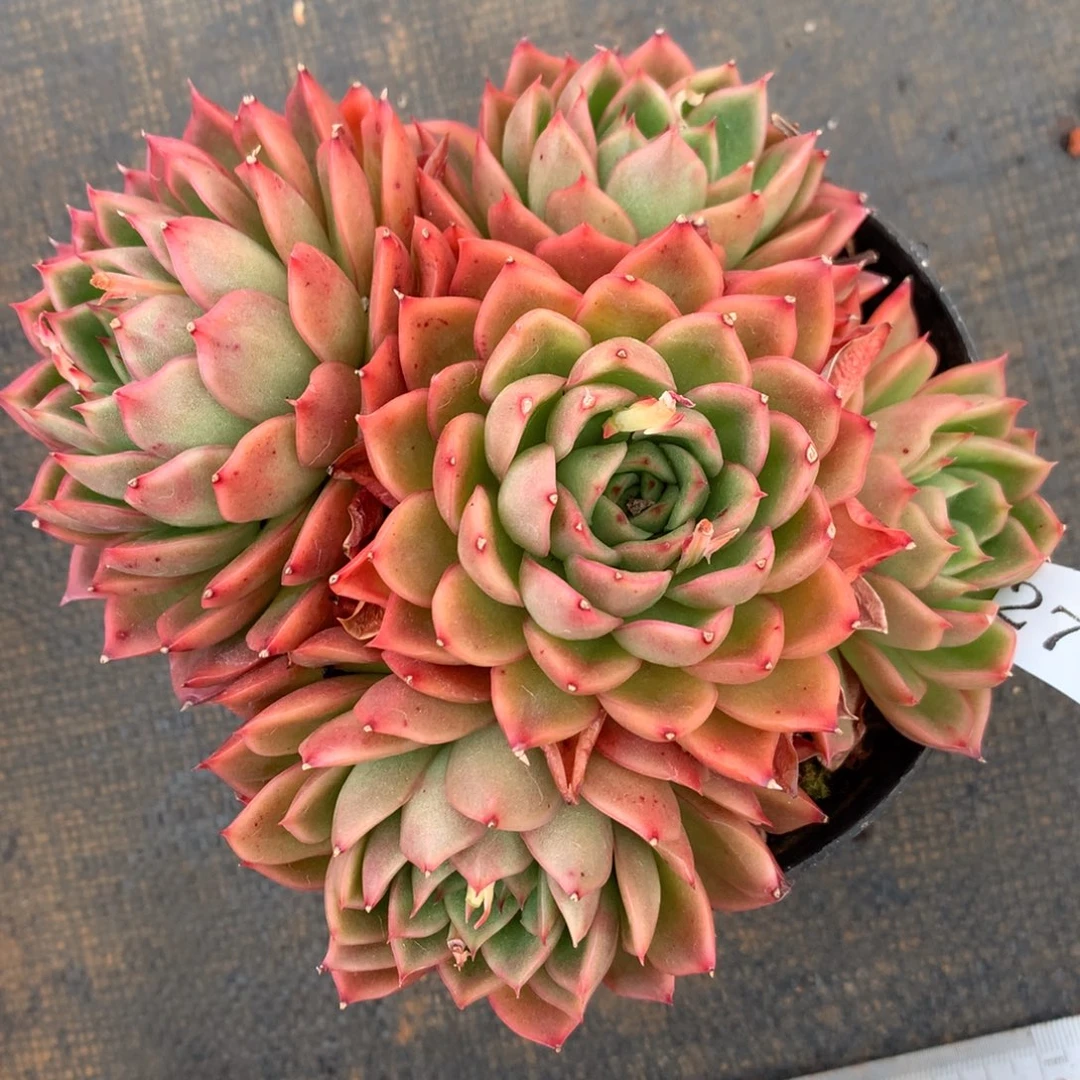 2756杂交精品基地14厘米