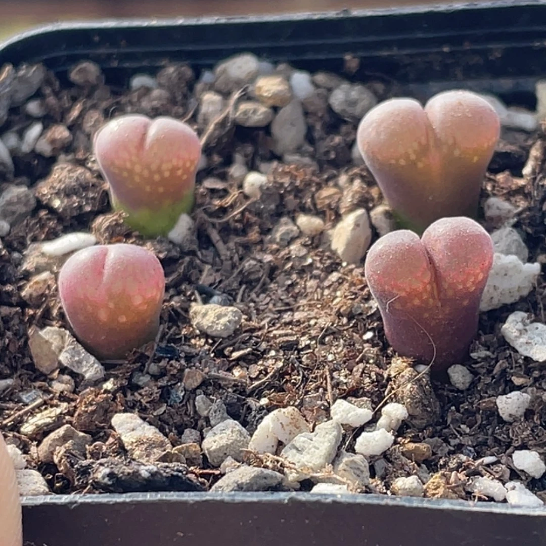 25-95红风铃多肉植物
