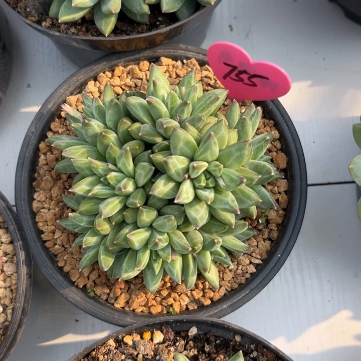 无花朵盛*多肉植物等野生植物