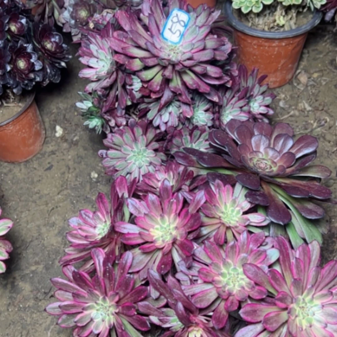 【闪购商品】小*粉多肉植物处理不售后58