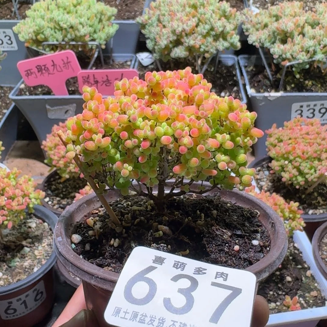 枝干番杏蜜橘糖球637