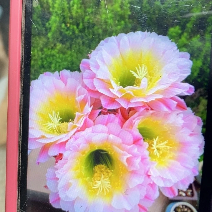 毛花柱倾城大侧芽