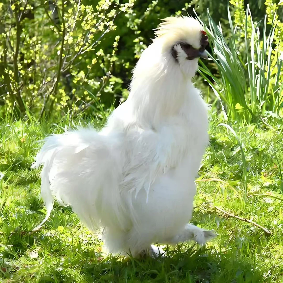 泰和乌鸡 1斤左右宠物鸡竹丝鸡白凤鸡溜达鸡包邮婆罗门鸡到家