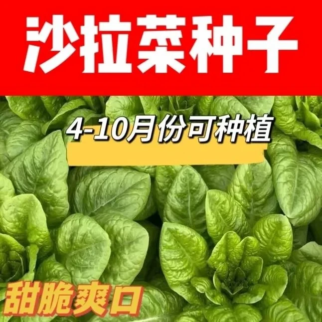 沙拉菜种子汉斯沙拉菜耐高温夏季秋播阳台速生易管理种植高产种籽