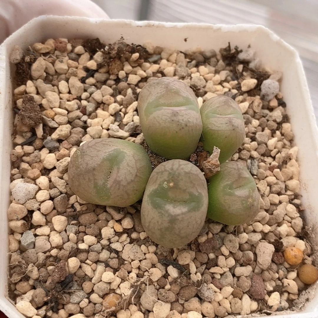 一物一拍送奶工杂毛5头母本