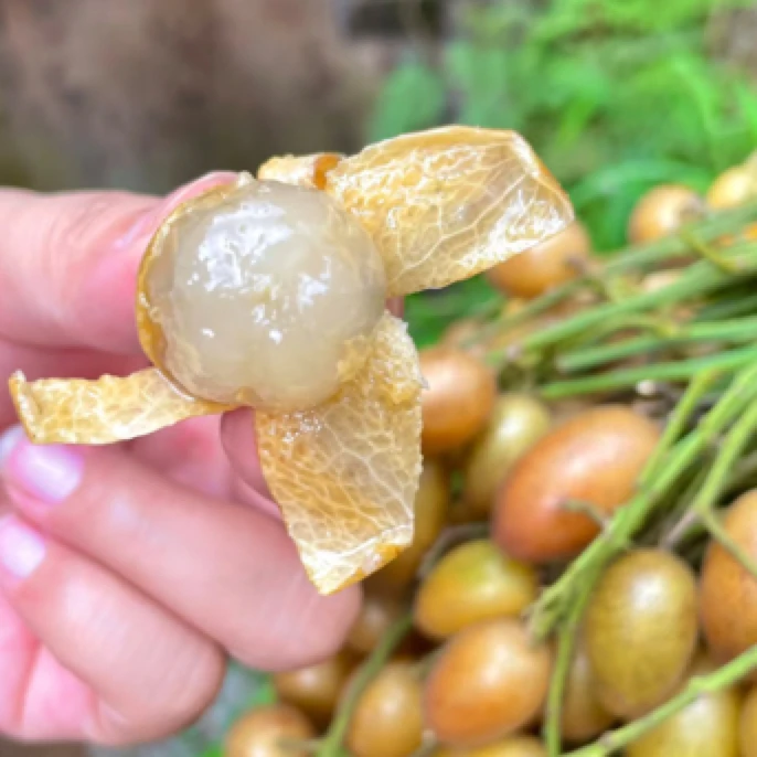 广东鸡心黄皮果新鲜当季酸甜水果顺丰包邮玫瑰释迦果