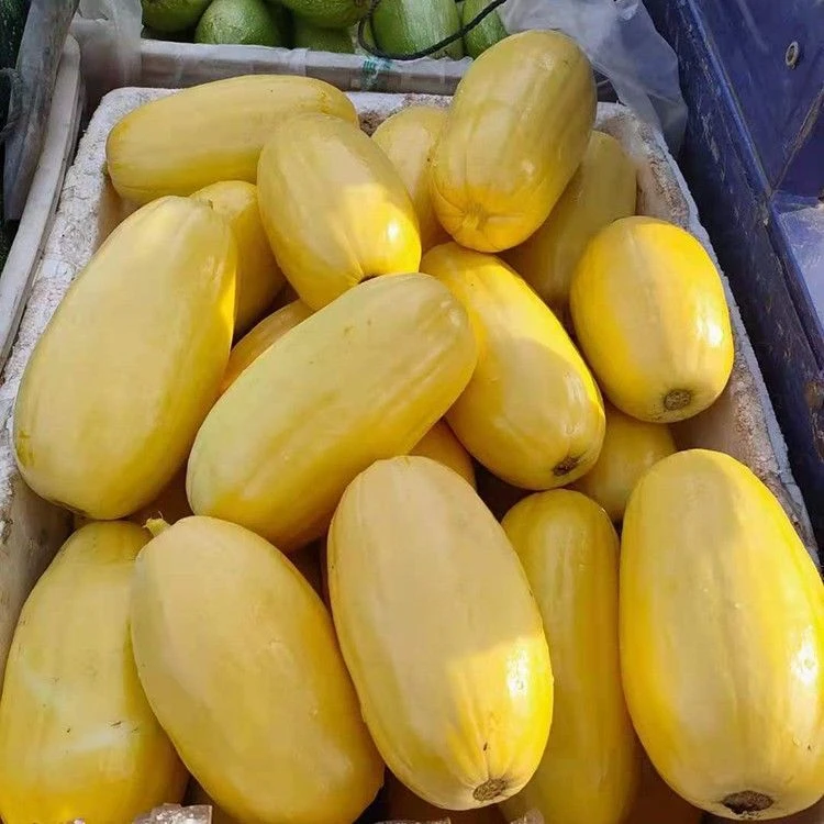 河南笋瓜新鲜现摘当季河南特产黄皮杏瓜薄皮葫芦瓜正宗黄皮瓜
