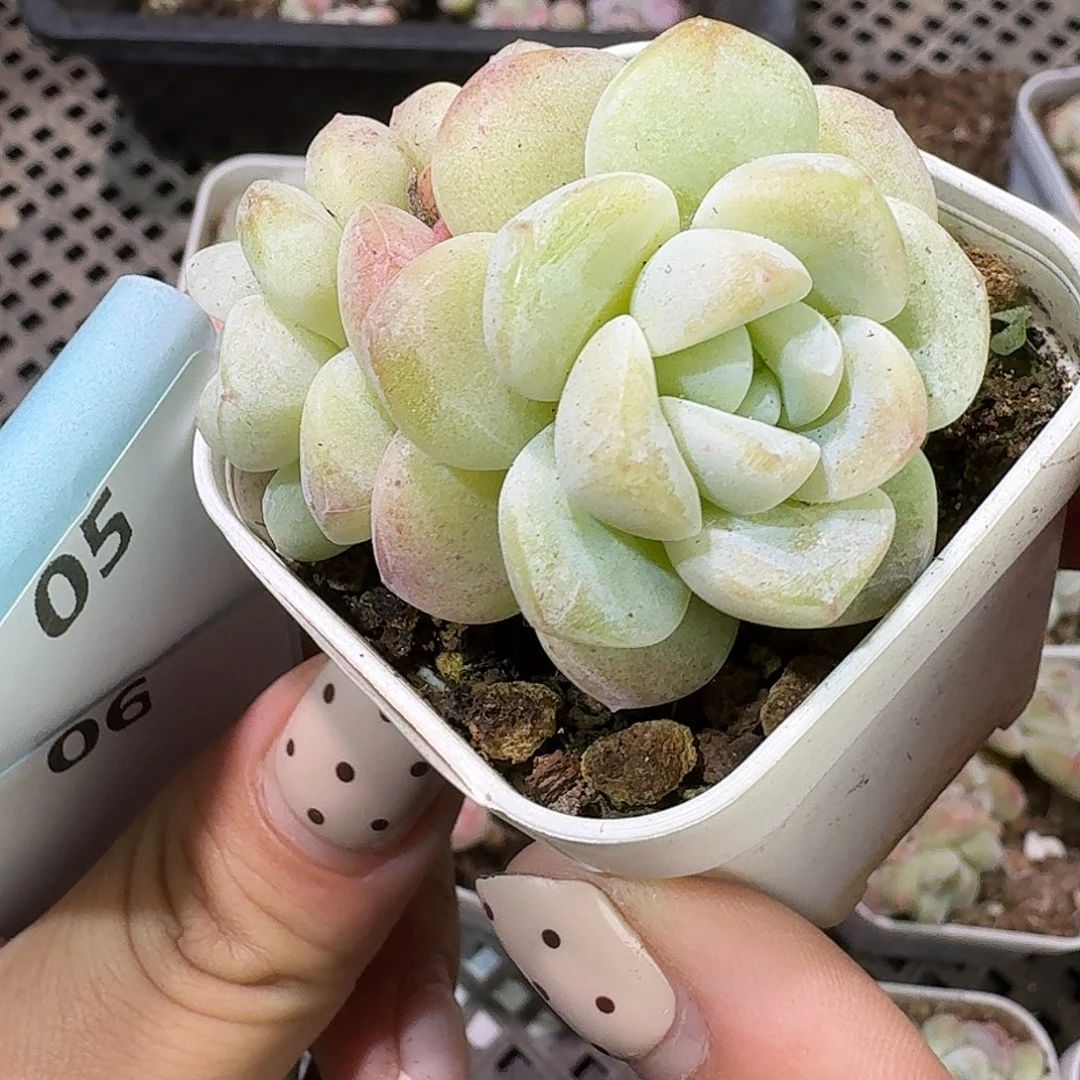 04 号到手1框～一物一拍