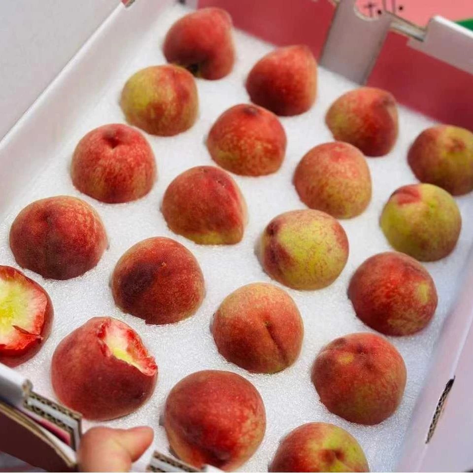 正果鲜桃白肉毛桃新鲜时令水果现摘香甜多汁顺丰包邮