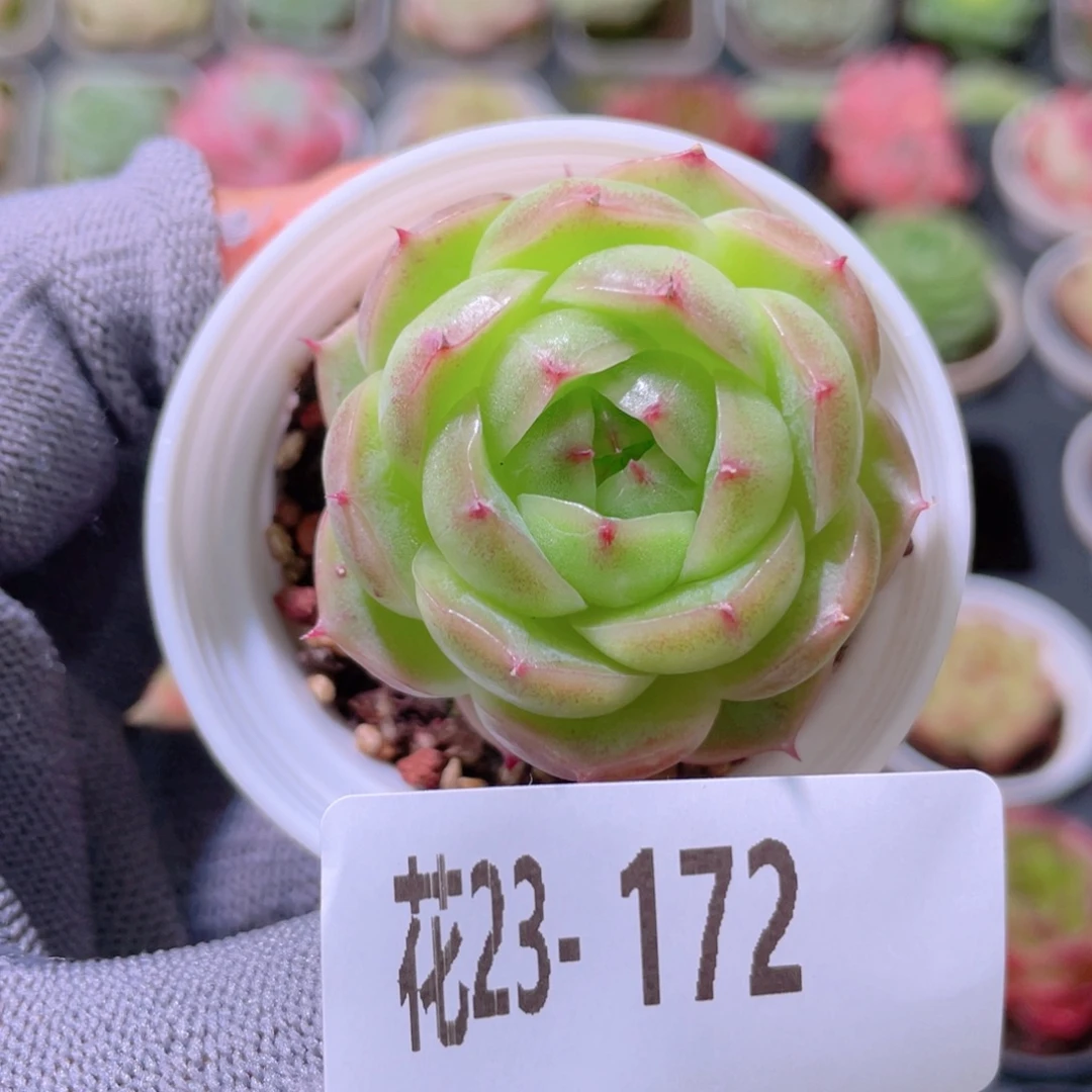 花利美23-172海王