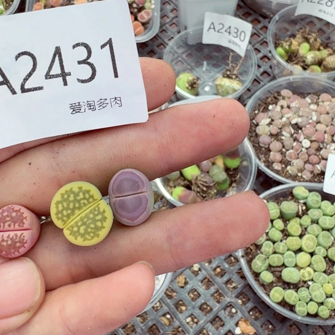 2431—-—生石花 肉锥