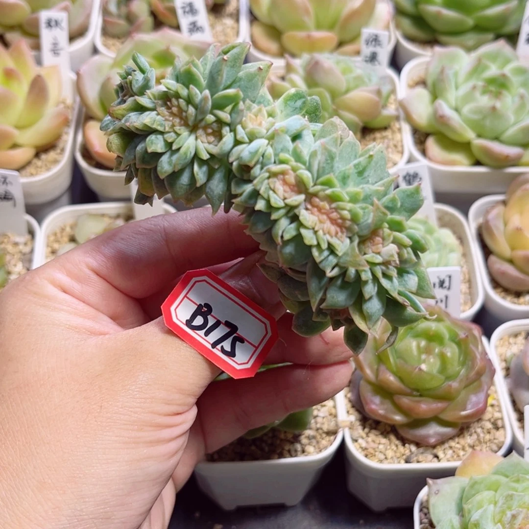 十***一B175一物一拍 冰魄缀