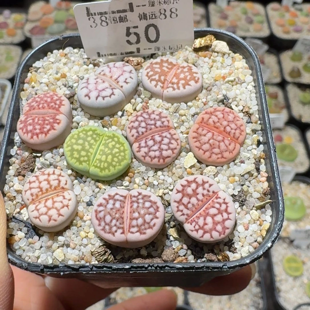 Sss精品清仓价50网纹