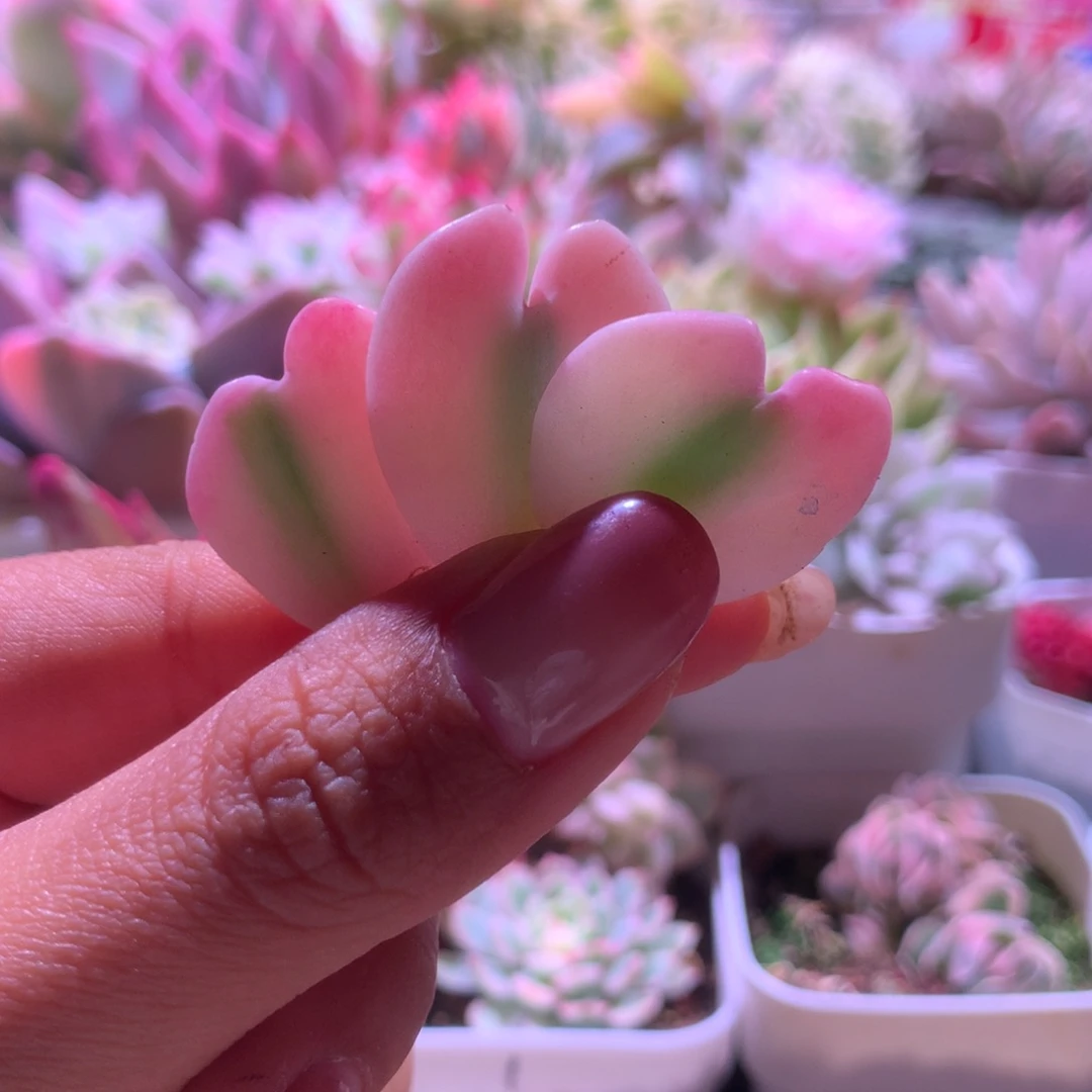 奶茶叶片打包价覆轮锦