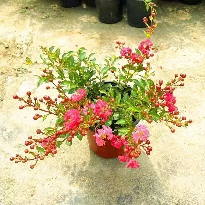 紫薇花盆栽四季好养耐寒耐高温花卉原盆原土阳台庭院绿植