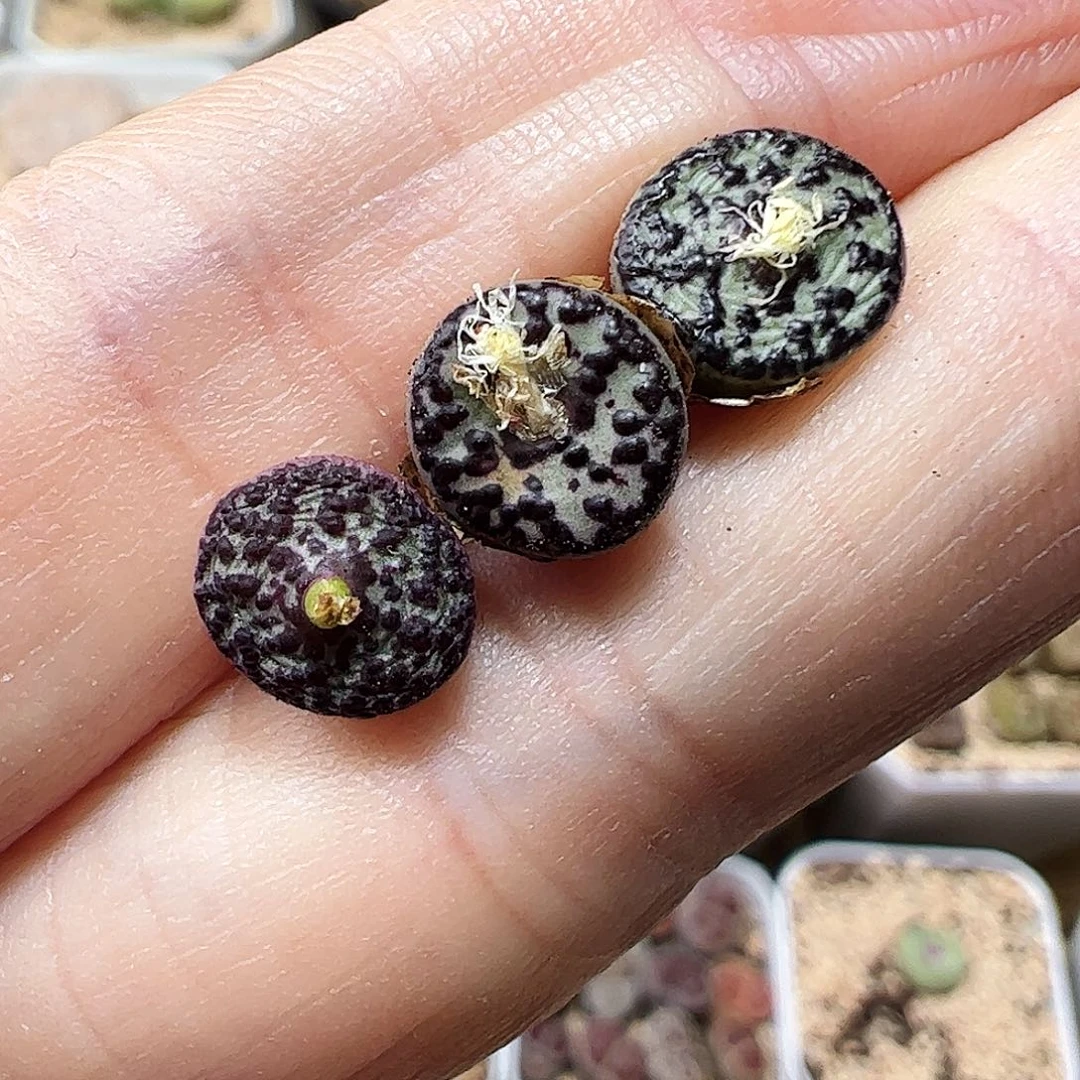 无花朵安贞一颗包邮…………………