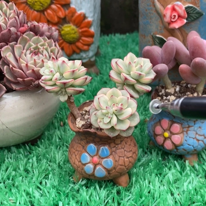 探戈锦带盆土多肉