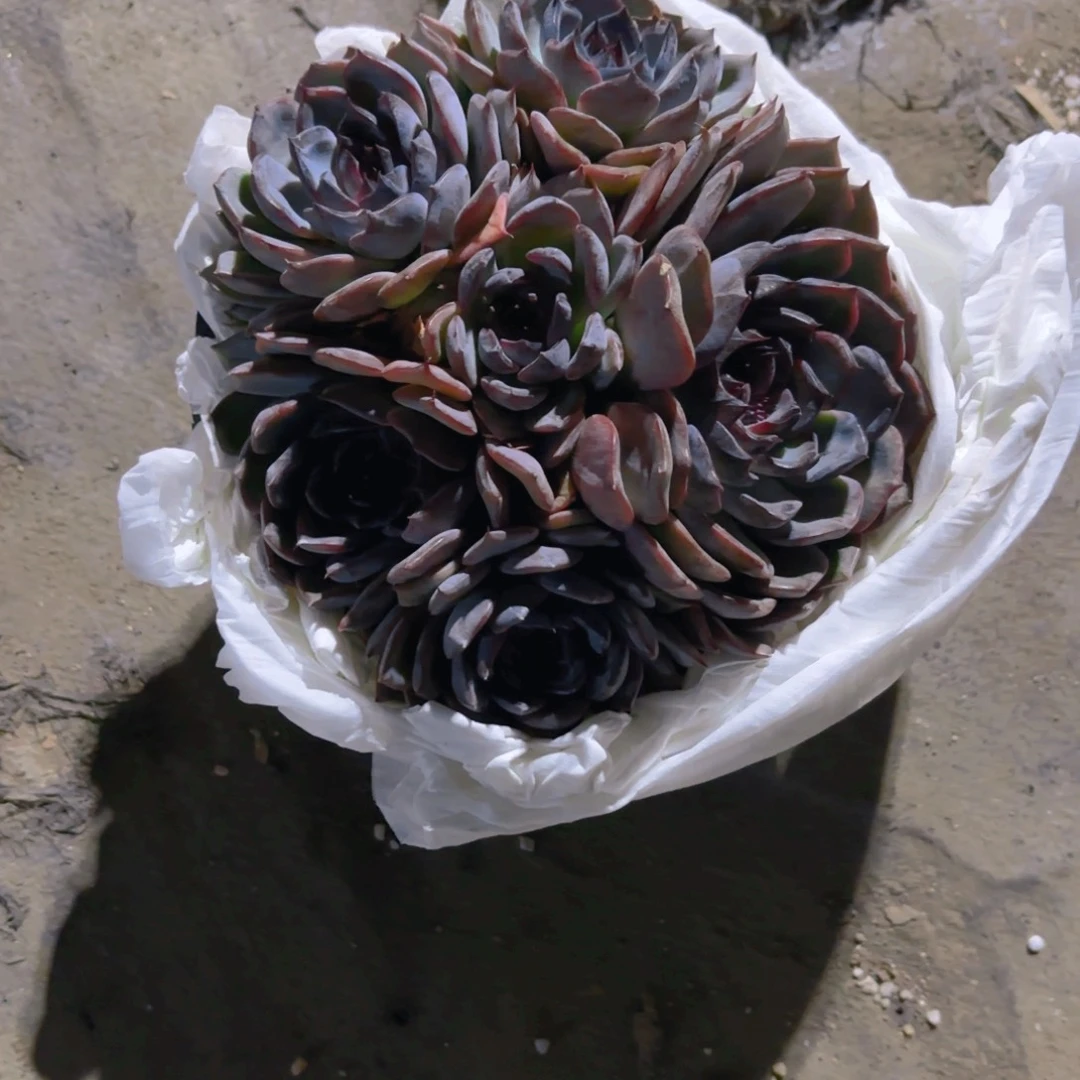 蓝色妖姬新疆包邮18cm