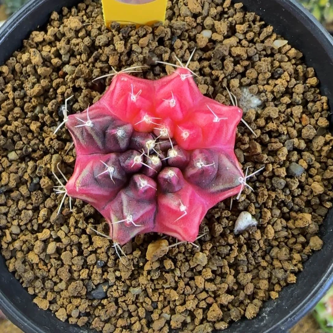 278号米哈锦带盆土发货