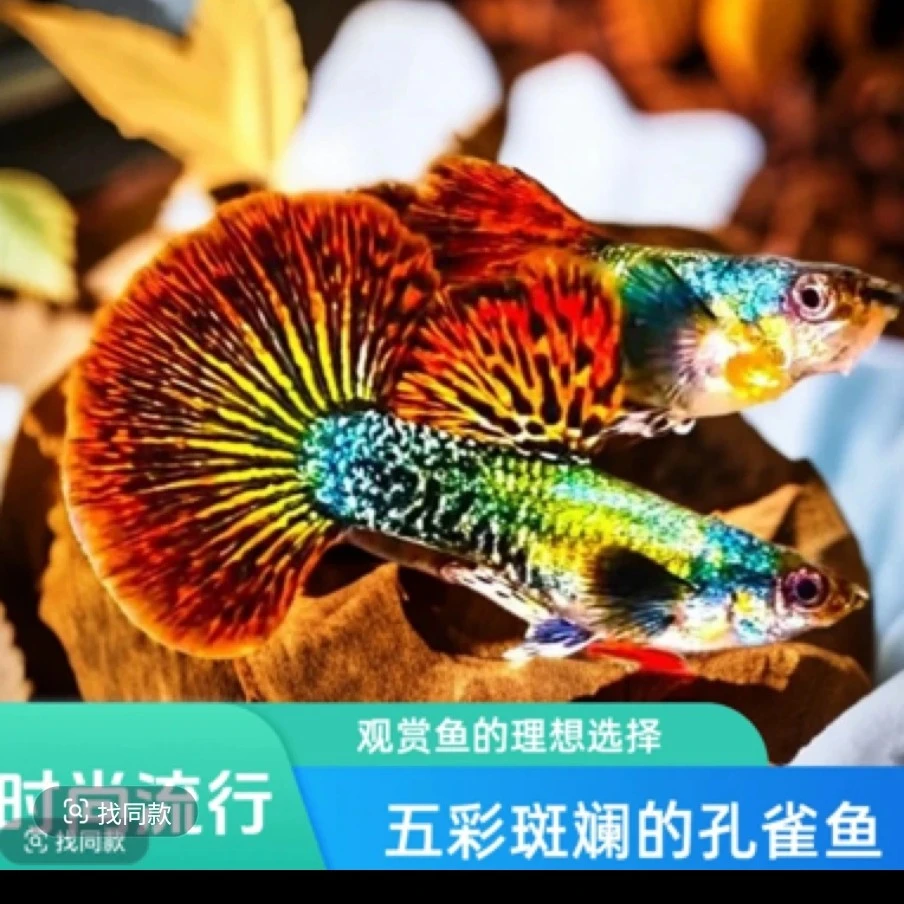 大背蕾丝红龙精品孔雀鱼(入缸后不包损)