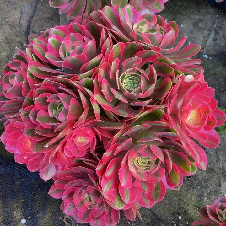 粉女郎多肉1颗多肉