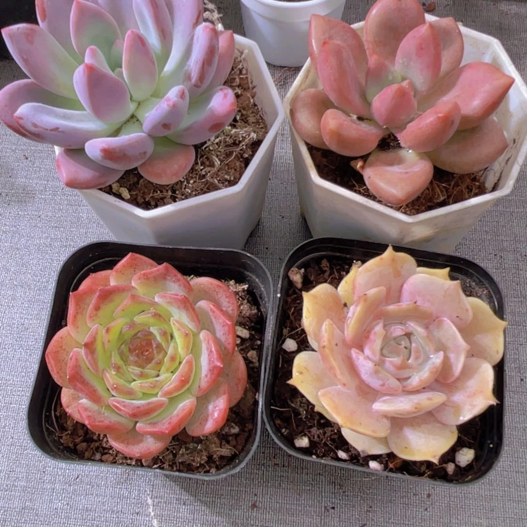 桃花源。奥普。粉恋。露娜莲