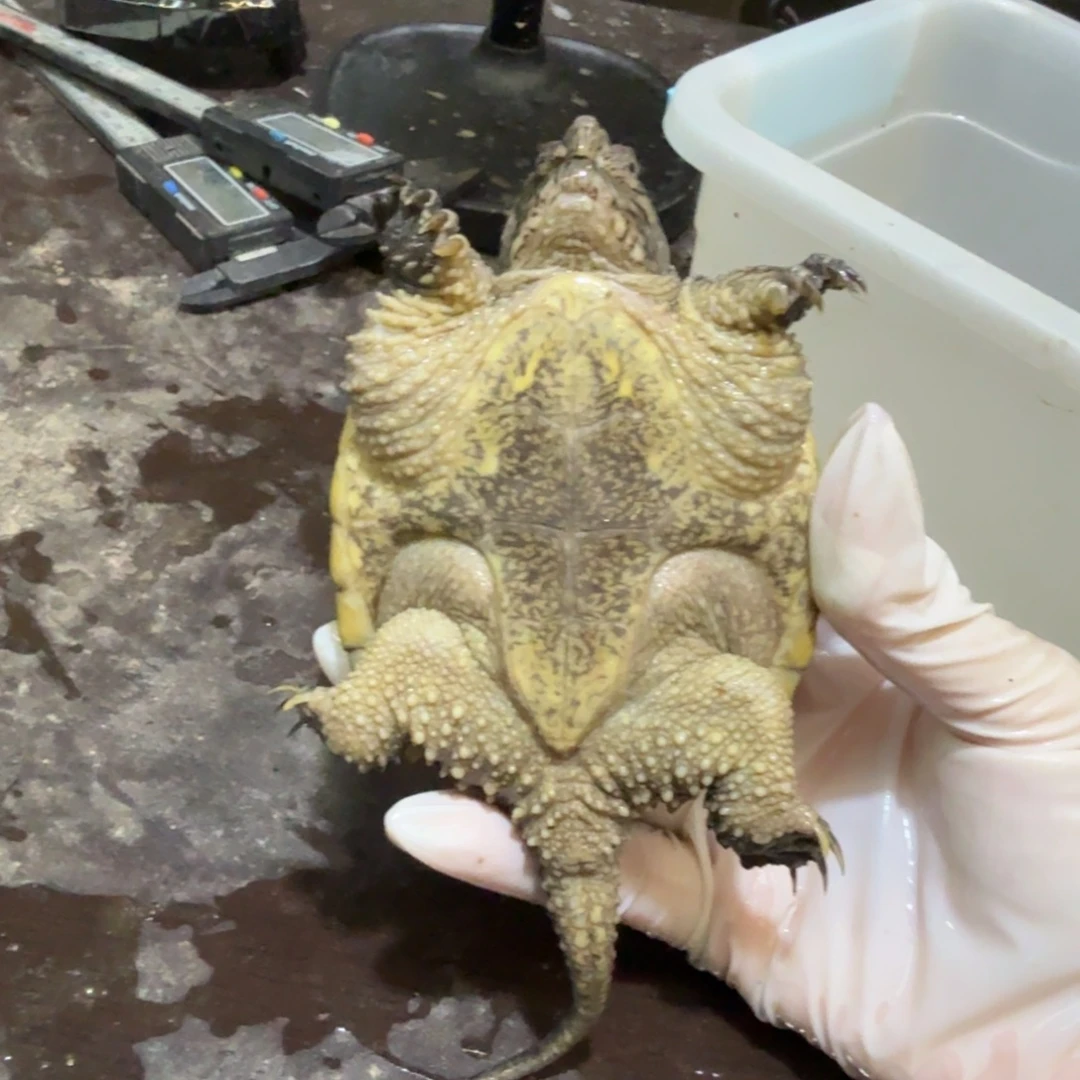 公母搭配小鳄龟编号49，福利价瑕疵