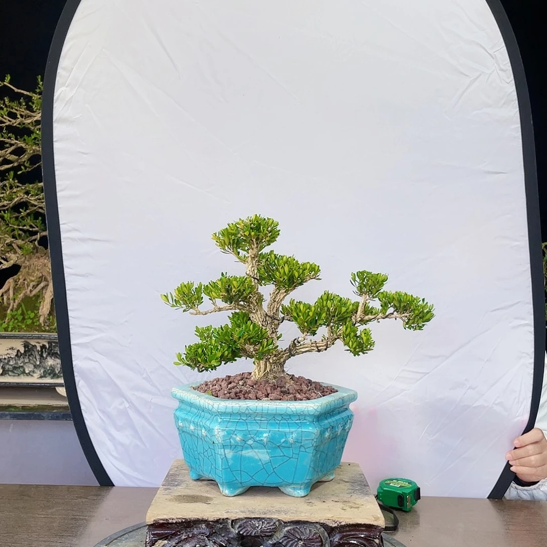 完全开放黄杨盆景四季常青