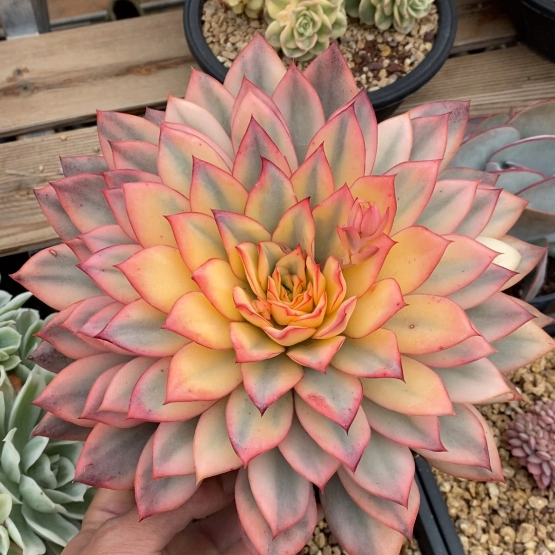 小***灰月光女神锦多肉植物