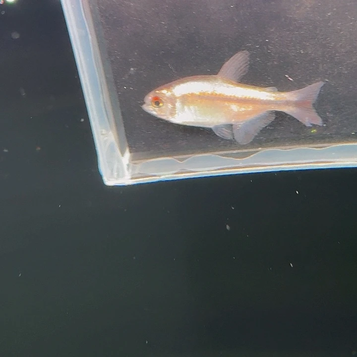 灯科鱼左上缸24号白金缎带一2.5厘米尾巴微破一条