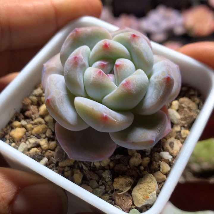 星影多肉一物一拍