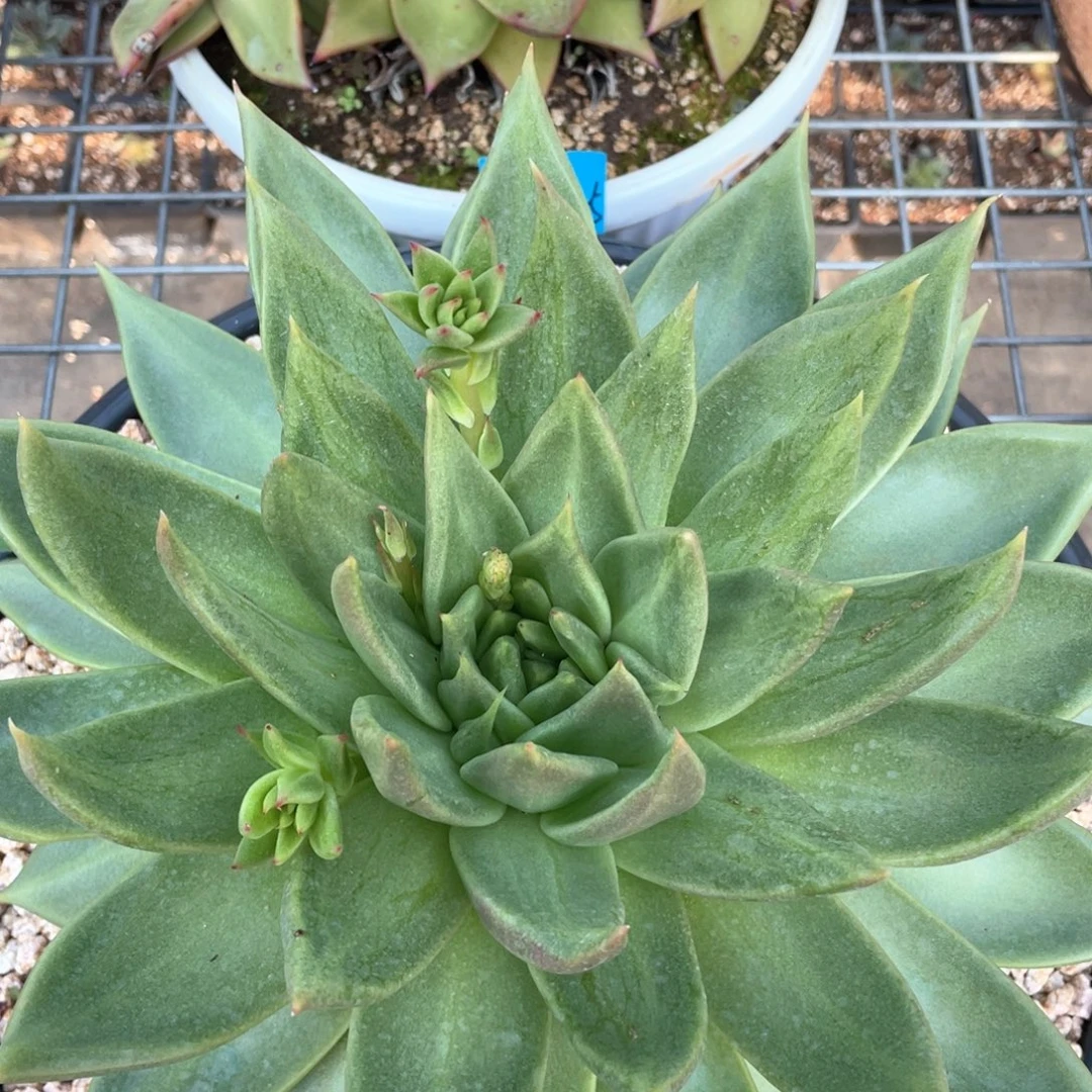 多肉植物多肉植物2380