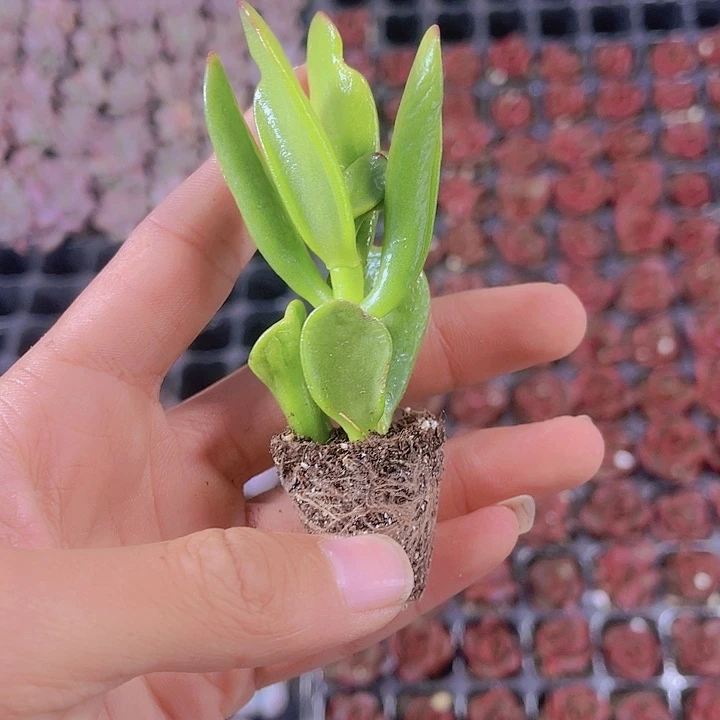 精品吸财树多肉植物