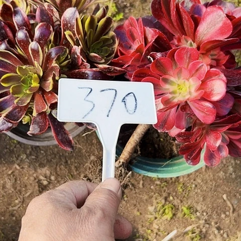 多肉植物组合2个