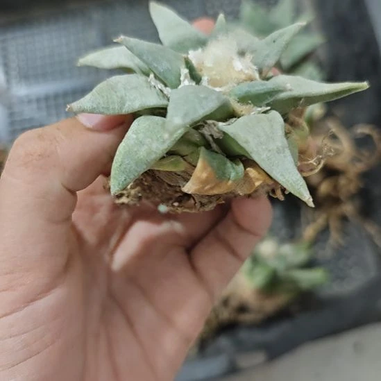 一物一拍，实生仙人球！！